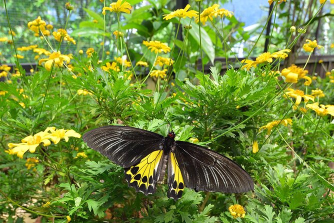 Genting Highlands With Batu Caves & Butterfly Wonderland - Highlights