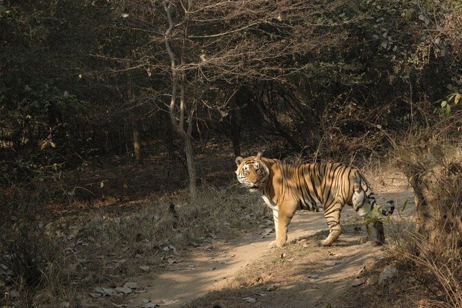 Golden Triangle With Ranthambore Tiger Reserve and Bundi Village - Frequently Asked Questions