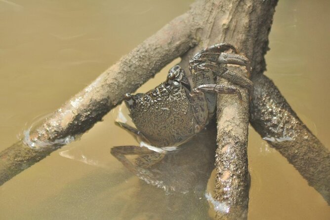 Guided Half Day Mangrove Safari Tour In Langkawi - Sharing Basis - Pricing and Lowest Price Guarantee