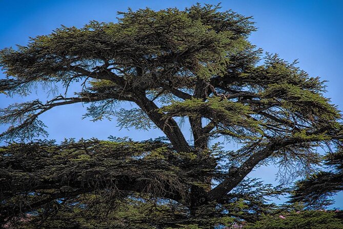 Guided Private Tour to the Cedars of God With Breakfast & Tickets - Booking Information