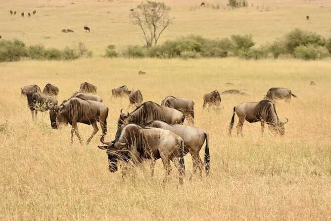 Guided Tour Masai Mara Kenya - Pricing and Inclusions