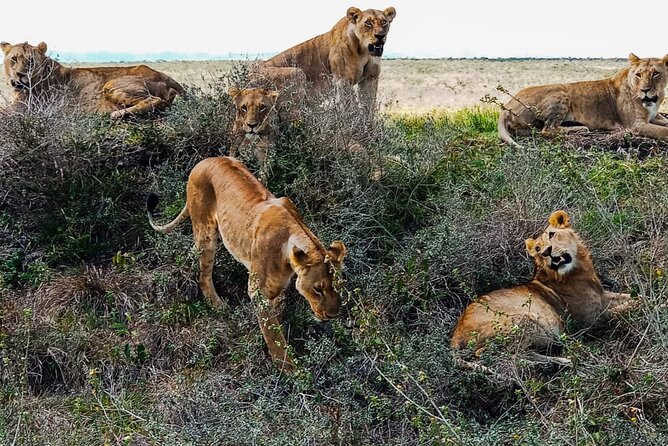 Guided Tour to Nairobi National Park, Giraffe Center & Karen Blixen Museum - Cancellation Policy