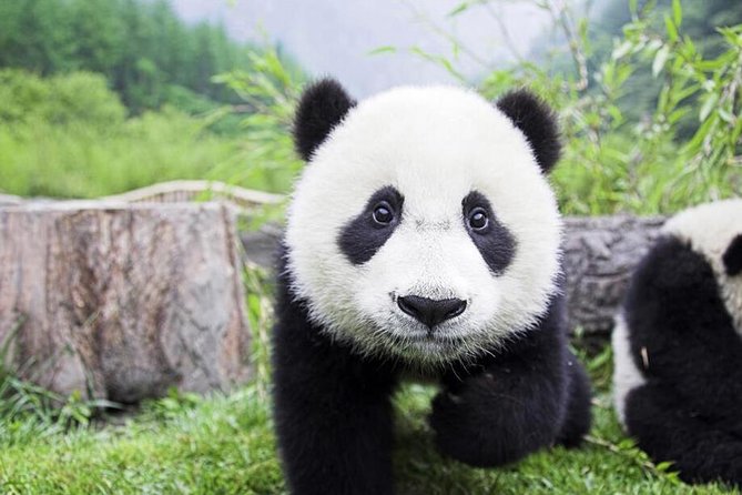 Half Day Chengdu Private Panda Tour - Accessibility and Group Size