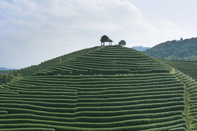 Half-Day Hangzhou Jiuxi Stream and Tea Plantation Experience - Cancellation Policy