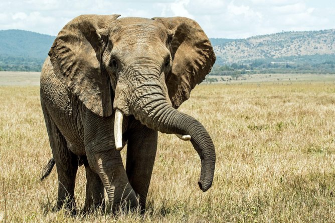 Half Day Nairobi National Park Tour From Nairobi - Final Notes