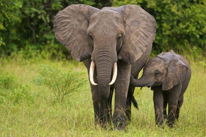 Half Day Safari - Tala Game Reserve and Natal Lion Park Fr Durban - Wheelchair Accessibility