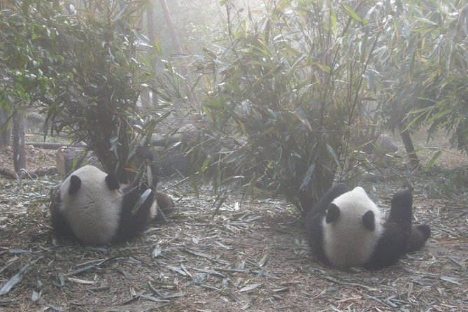 Half-Day Self-Guided Chengdu Panda Research Base Tour - Frequently Asked Questions