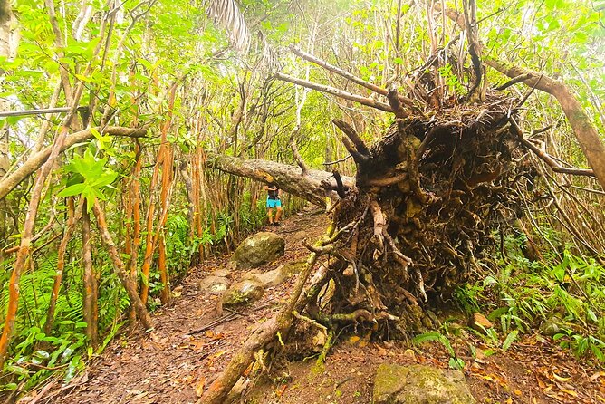 Hiking Piton De La Petite Riviere Noire Mountain Including Lunch & Transfer - Tips for a Memorable Hiking Experience