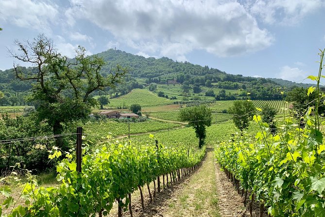 Hiking Tour Around Montalcino With Wine Tasting and Typical Lunch! - Booking Information