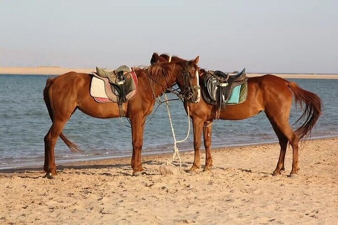 Horse Riding in Dahab - Tour Highlights