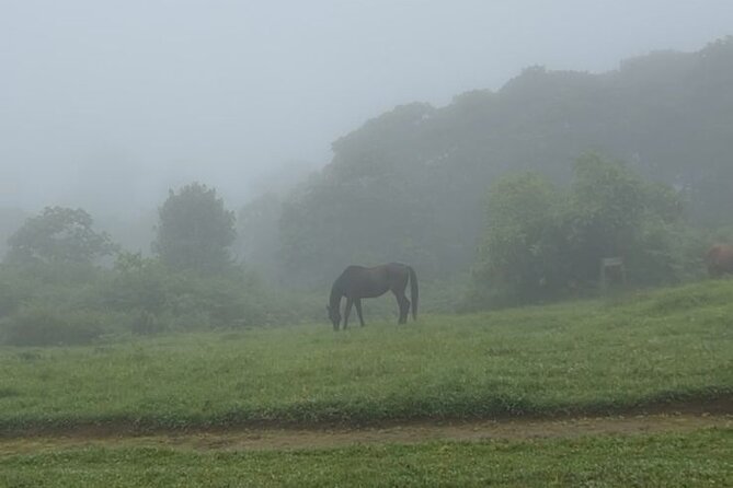Horseback Experience at Karura Forest - Safety Guidelines