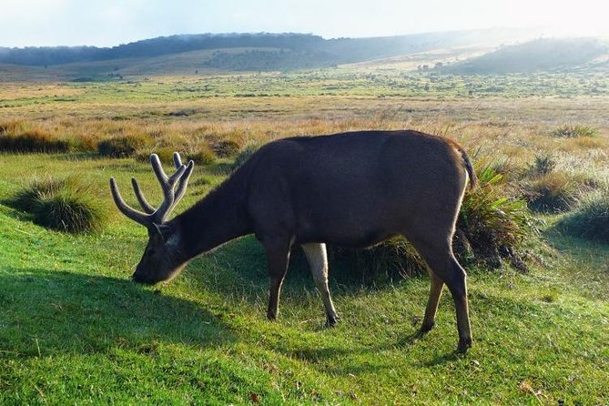 Horton Plains National Park Tour From Nuwara Eliya With Holiday Walkers Srilanka