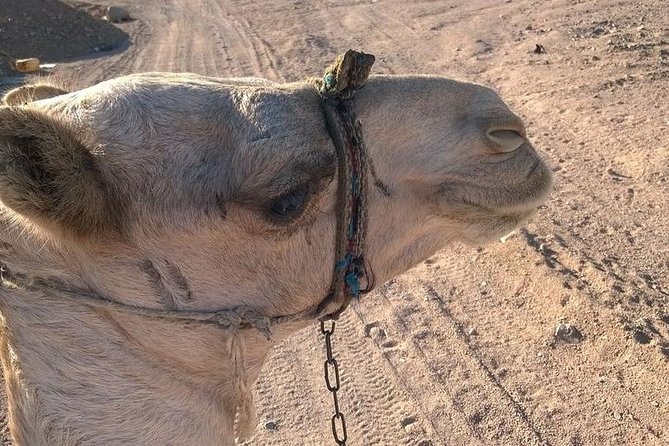 Hurghada: Sunrise Quad Bike Adventure and Camel Ride - Included Services