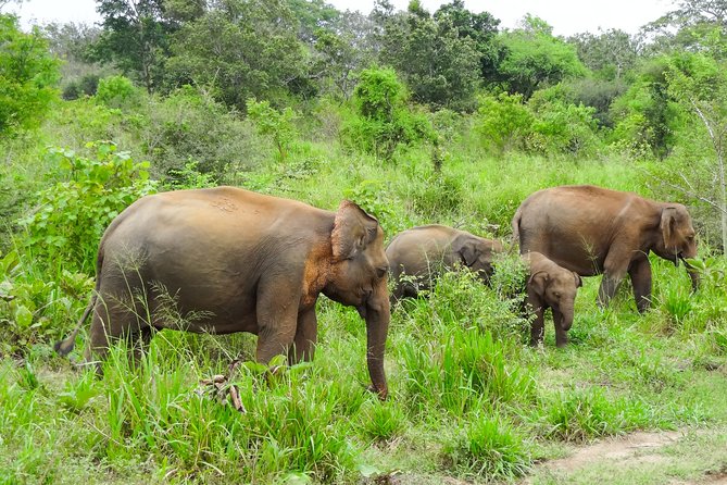 Hurulu Eco Park Private Safari From Dambulla - Booking Details