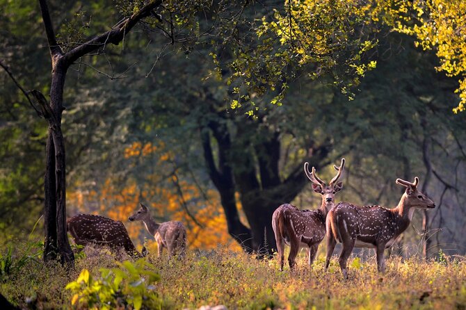 India Wildlife Photography Tour - Additional Tour Information and Guidelines