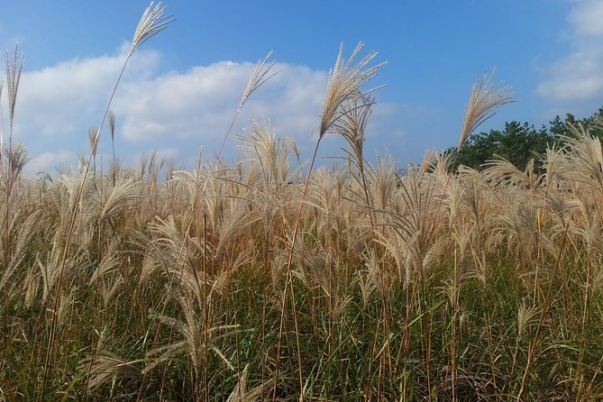 Jeju Private Full Day Tour of UNESCO Day Tour - Tour Itinerary