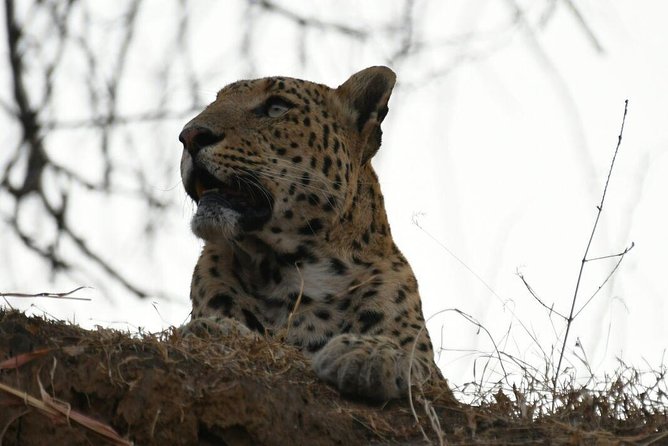 Jhalana Leopard Safari+Abhaneri Step Well Tour From Jaipur Including Car & Entry - Booking Process