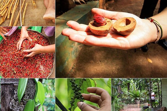 Kandy Transfer Visiting Dambulla Cave Temple and Herbal Garden - Directions