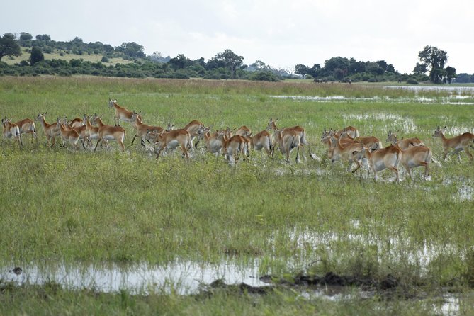 Kanzwa Short Holiday Break -2 Nights Safari Kafue National Park Central Region - Accommodation Options