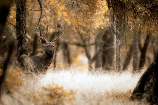 Karauli Village & Wildlife Tour From Jaipur - Additional Info