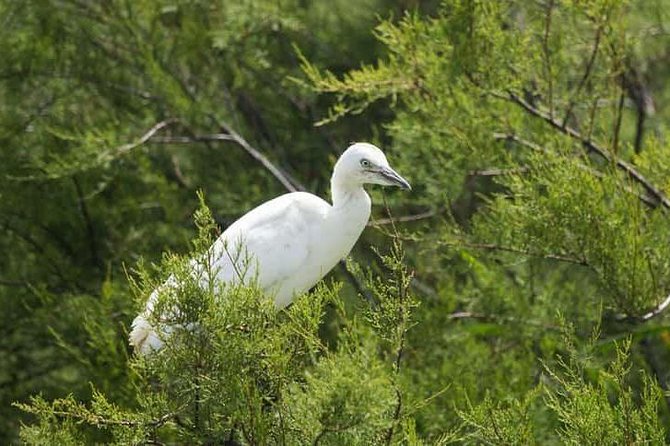 Karnala Bird Sanctuary Excursion From Mumbai With Brunch - Inclusions and Exclusions