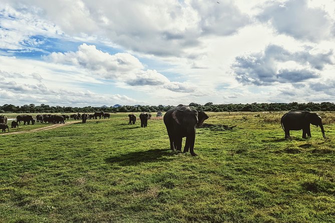 Kaudulla National Park Safari From Sigiriya - Frequently Asked Questions