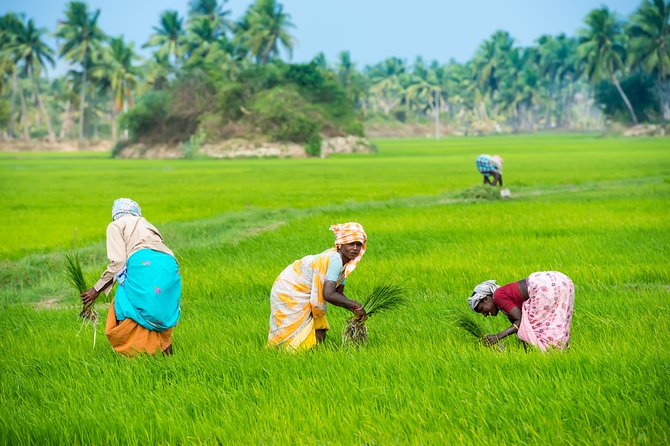 Kerala Homestay Tour - Sightseeing and Excursions