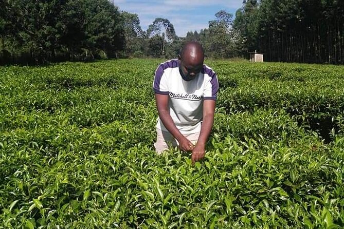 Kiambethu Tea Farm Private Guided Class With Lunch in Nairobi - Cancellation Policy