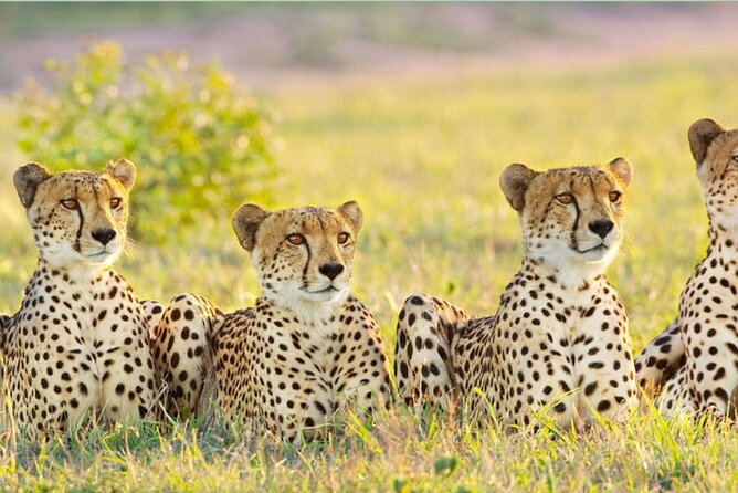 Kruger National Park 3 Day Private Safari From Johannesburg - Frequently Asked Questions