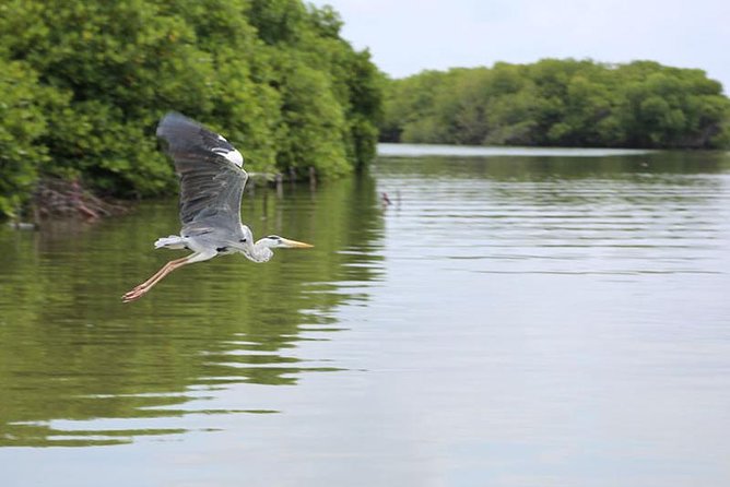 Lagoon Escapes Negombo Day Trip - Trip Highlights