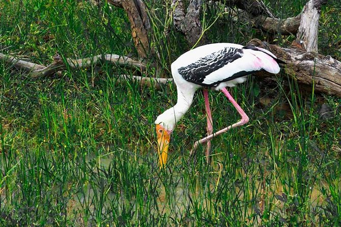 Lahugala Kitulana National Park Safari With Naturalist - Meeting and Pickup Information