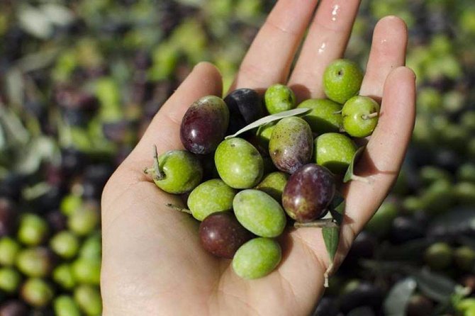 Lake Garda: Wine Museum and Tasting Among Lakeside Villages - The Sum Up