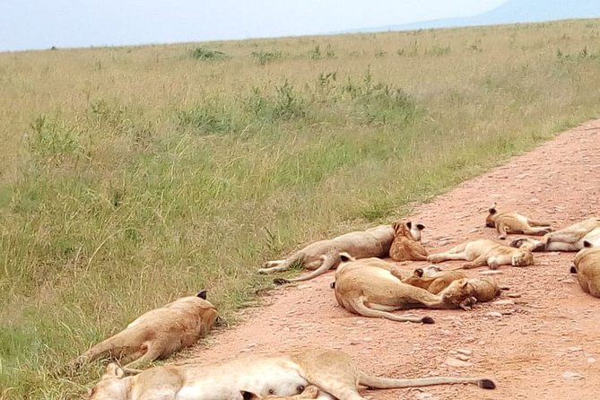 Lake Manyara National Park Day Tour - Accessibility Details