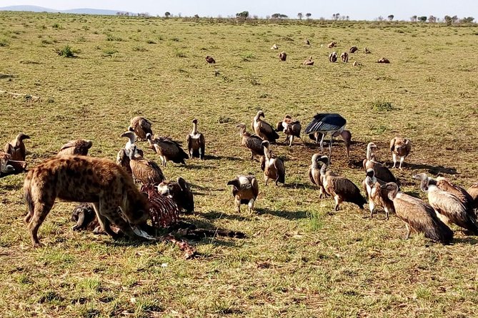 Lake Naivasha Full Day Tour With Boat Rides - Guided Nature Walk