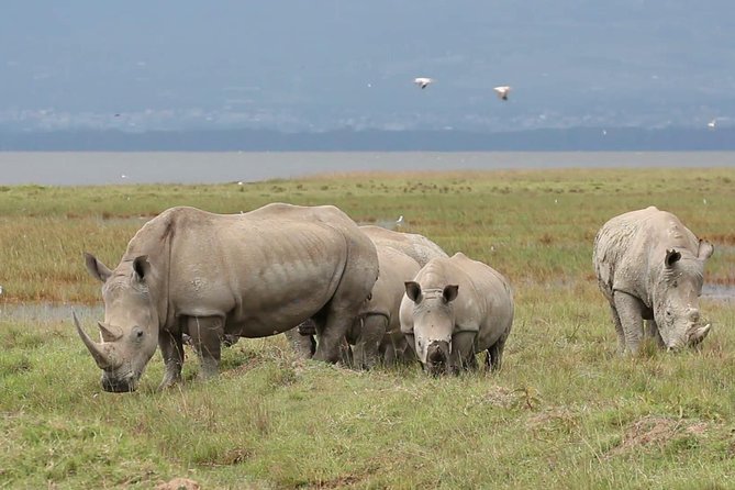 Lake Nakuru National Park Day Tour From Nairobi - Travel Tips