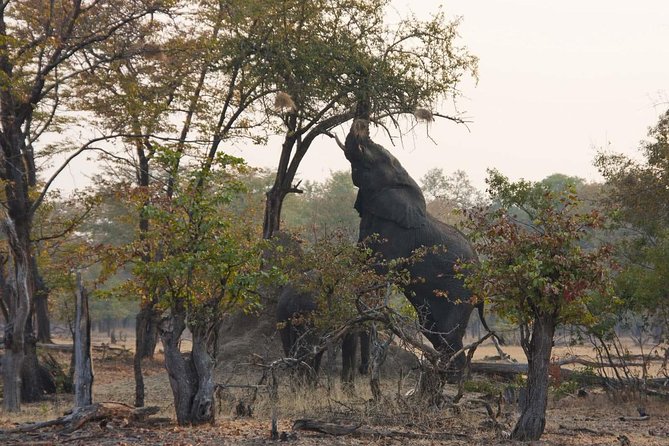 Livingstone Game Drive In The Mosi-Oa-Tunya National Park - Pricing and Guarantee
