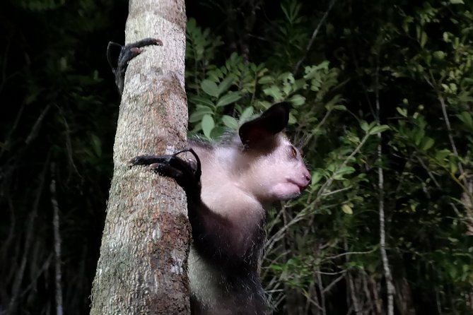 Lokobe Natural Reserve Day Trip - Pricing and Payment Options