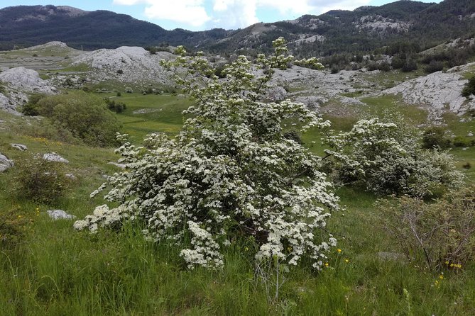 Lovcen Biking Tour - Biking Experience Highlights
