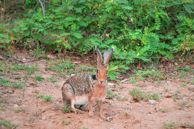 Lunugamvehera National Park Private With Naturalist (12 Hrs) - Cancellation Policy