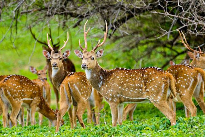 Maduru Oya National Park Private Safari With Naturalist - Reservations and Payment Options