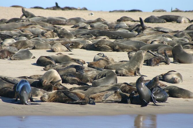 Marine Dune Day: Catamaran Cruise and Sandwich Harbor Dune Drive - Additional Information
