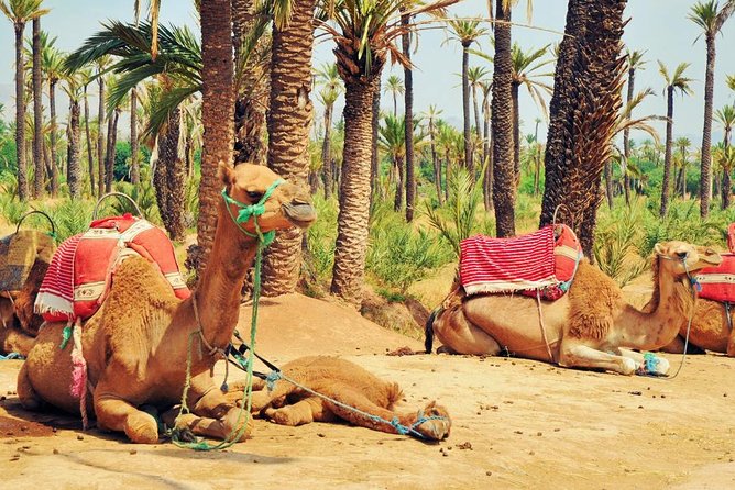 Marrakech Private Tour With Camel Ride in Palmeraie - Directions to Join Tour