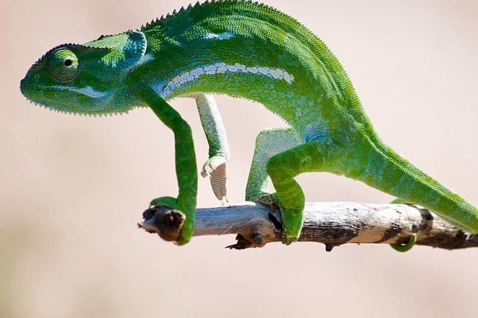 Matopos to Hwange National Park & Victoria Falls Drop Off! - Important Information