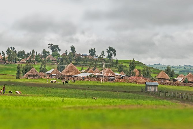 Menz Guassa Trekking 5 Days Tour Package - Pricing and Booking Information
