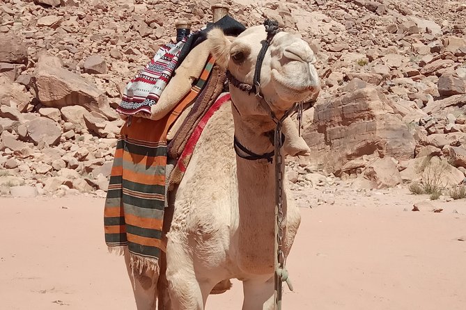 Mix Trip Jeep, Camel Tour And Overnight in the Camp - Meeting and End Points