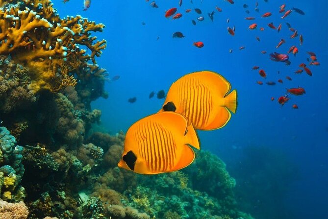 Mnemba Island Tour, Secret Garden, Spice Tour, Paje Beach, The Rock Restaurant - Directions and Recommendations