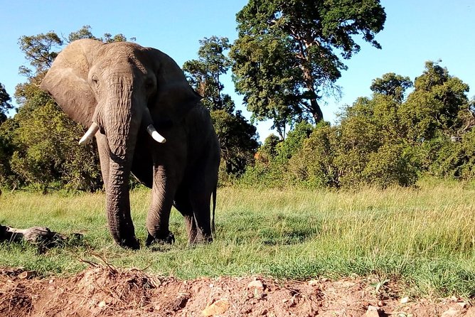 Mombasa and Diani Beaches Day Trips to Tsavo Park - Booking Information