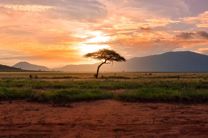 Mombasa Tsavo National Park Tour – 1 Day Excursion