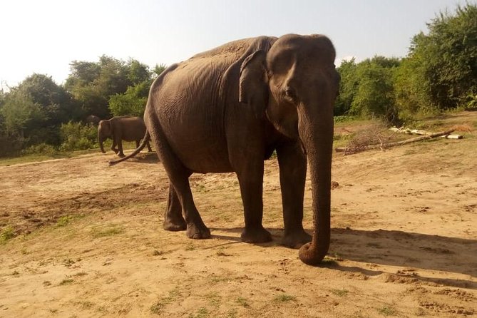 Morning Private Safari at Bundala Park by La Safari Inn Tours - Frequently Asked Questions