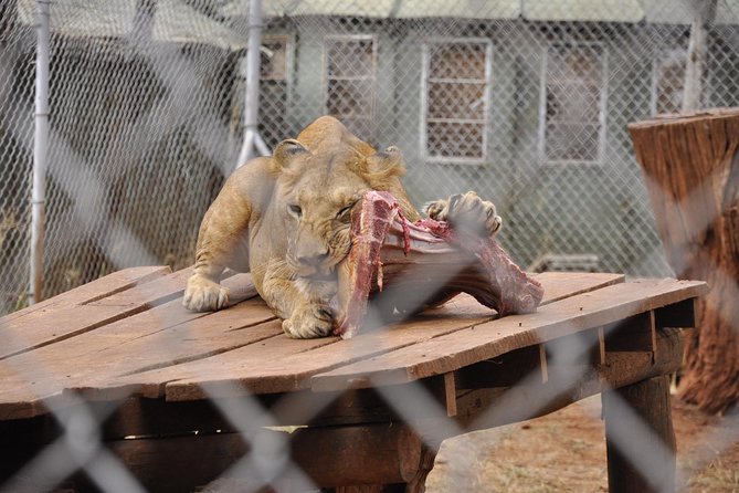 Nairobi Kenya Safari Zoo Family Tour - Frequently Asked Questions